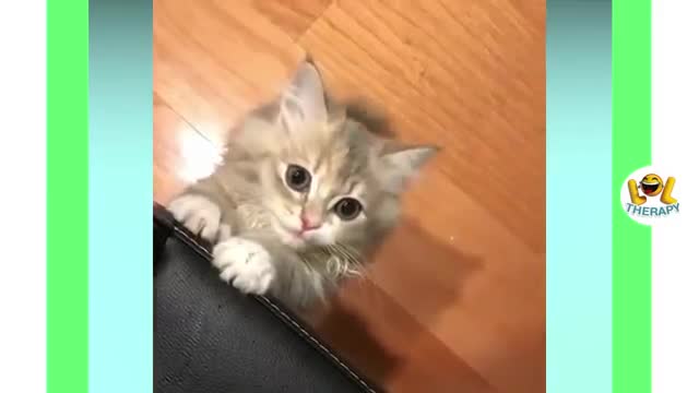 Cute kittens meowing compilation | Funny Kitten Video #16