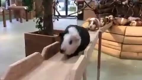 A line of guinea pigs approaching