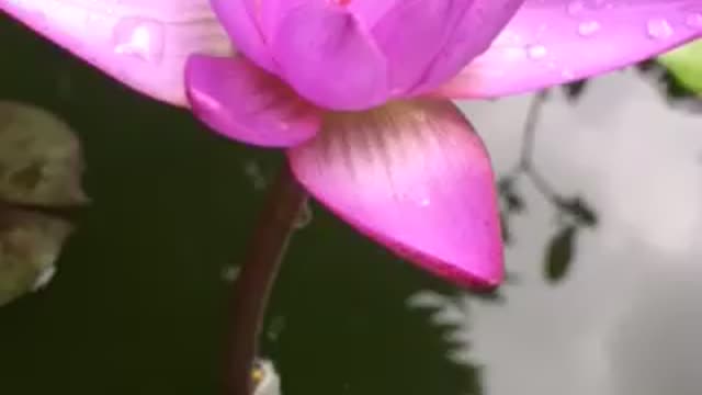 Close flowers in Sri Lanka