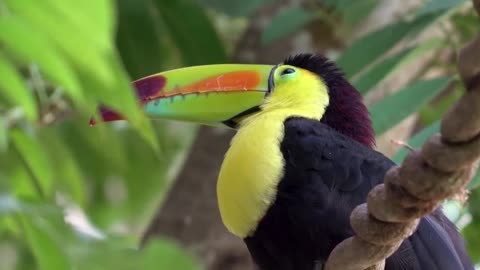 Tucano Pássaro Animal Asas Árvore Penas Bico