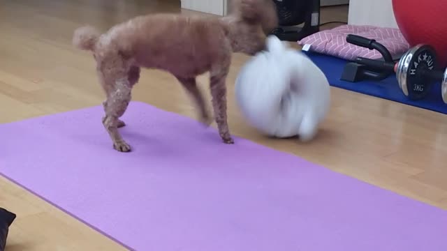 Puppies win the fight against white puppy dolls.