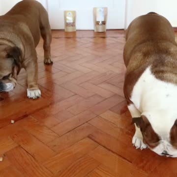 Two English Bulldogs Do A Treats Race