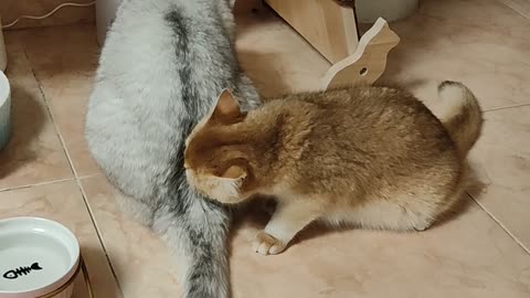 The kitten is playing happily