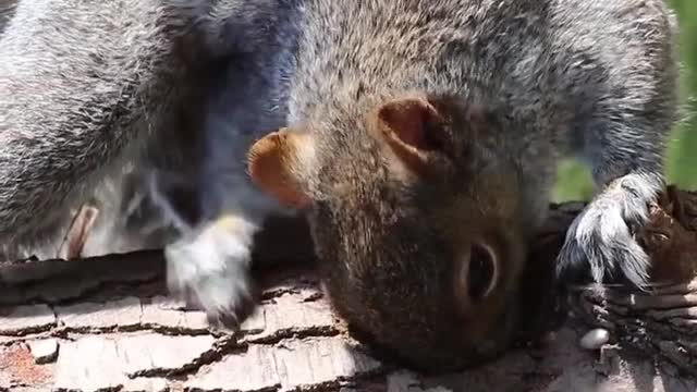 Squirrel Eating on a Log #squirrel #animals