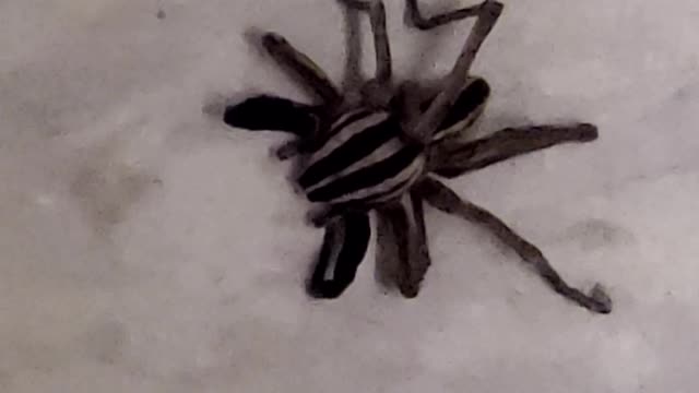 What kind of Spider is this???