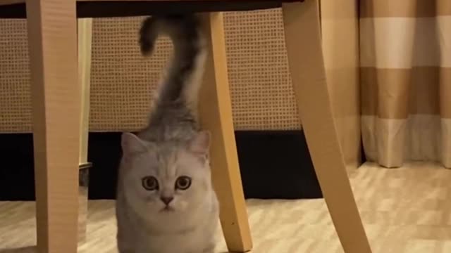 Funny cats video || funny cat walking ||