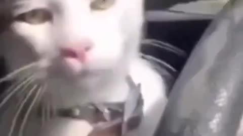 Driving 🐈 🚘