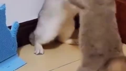 Funny Cat Short Video 🤣🐈😺