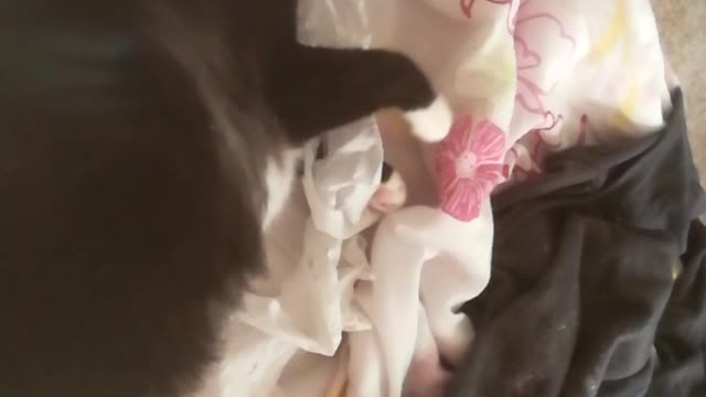 Miggie - Toilet Paper Growling Kitty full of love