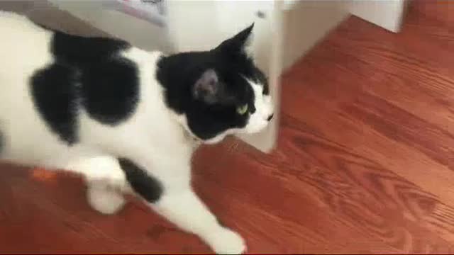 Funny cat