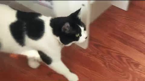 Funny cat