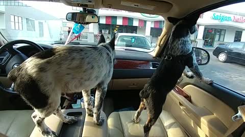 This is the first time my dogs go to supermarket with me! they are so excited.