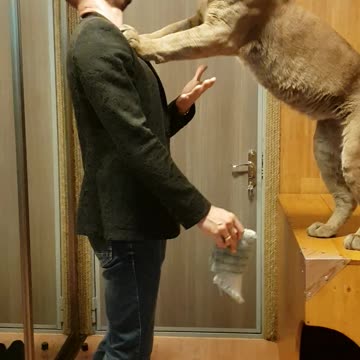 Cougar Messi made a pee in the wrong place