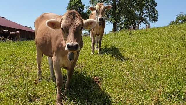 the largest cattle for flocks