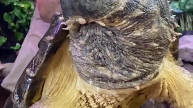 Huge Alligator Snapping Turtle Video Shorts