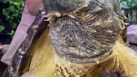 Huge Alligator Snapping Turtle Video Shorts