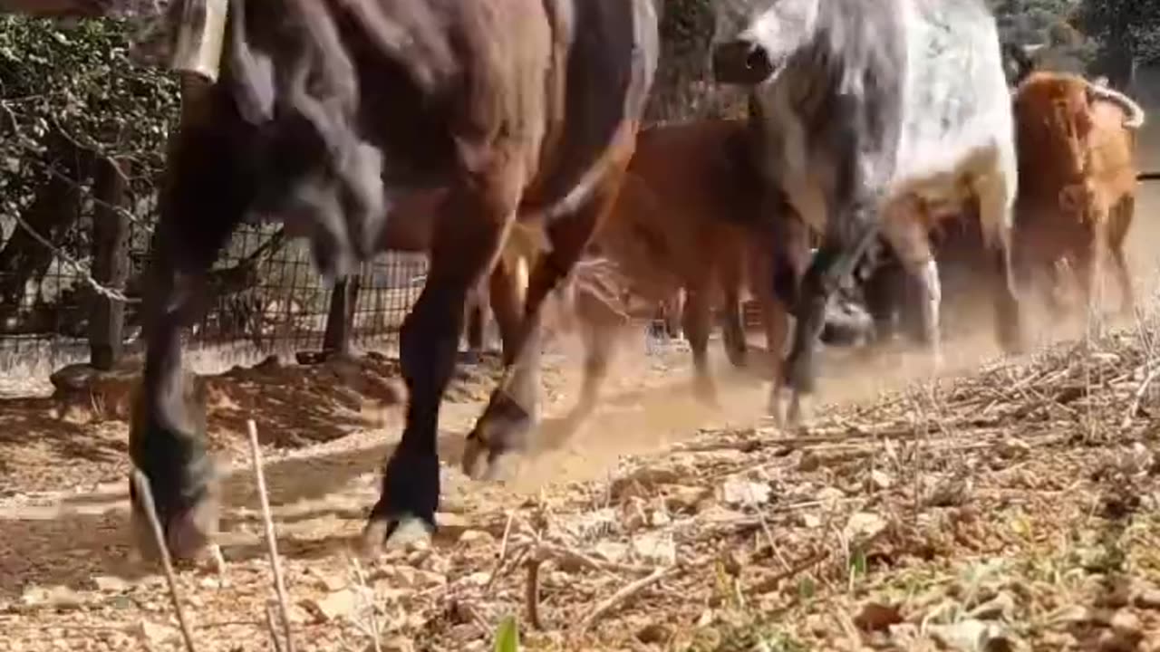 ♥️CORREDERO DE VACAS BRAVAS-- Ganadería Fernando Mansilla