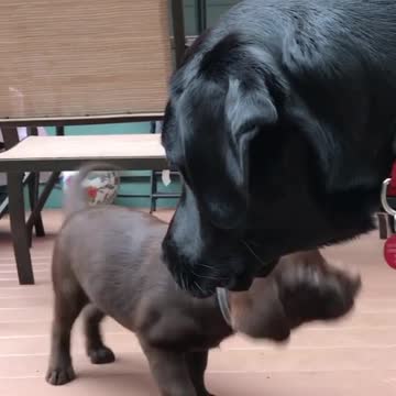 On National Puppy Day here is Luna being patient