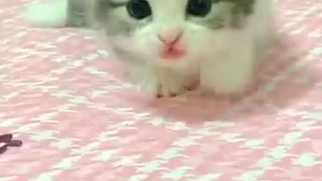 Сute little kitten cute purrs