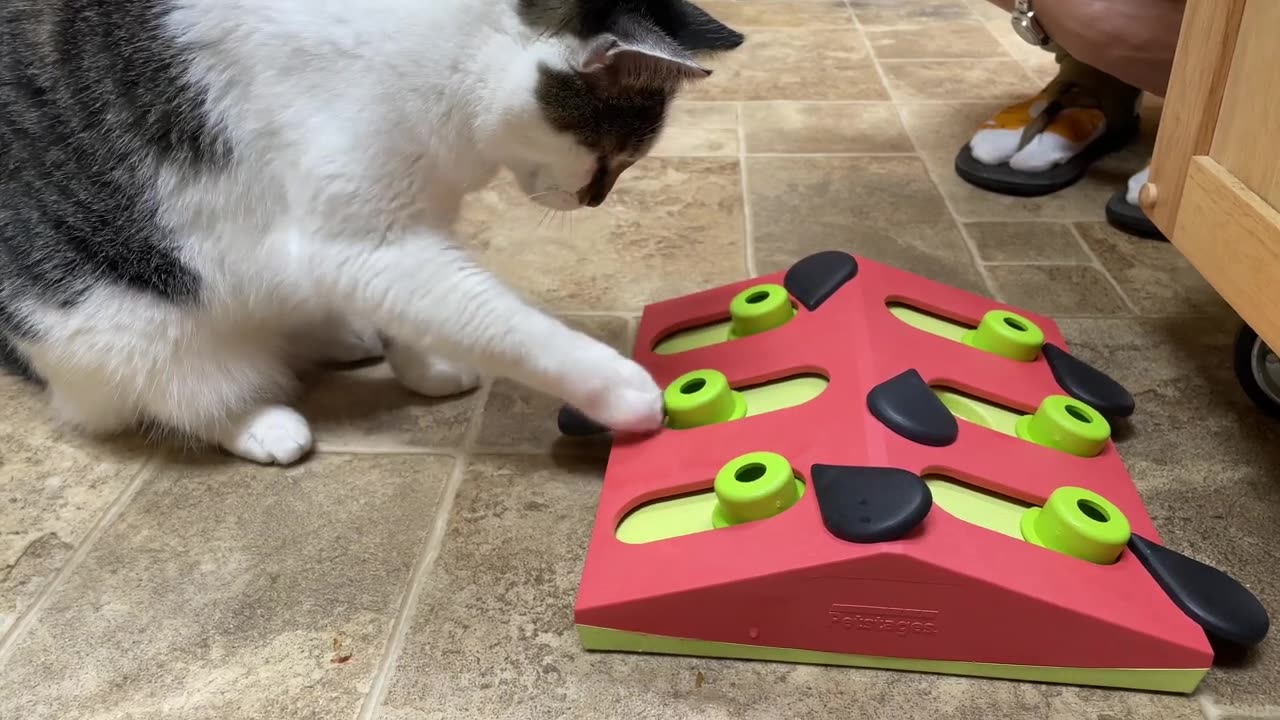 Cute Cat Figures Out The Puzzle Toy