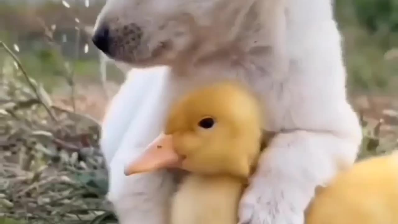 So Cute Friendship || Dog v/s Duck
