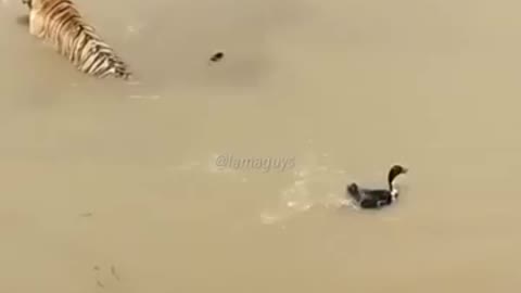 Thug life of Duck against dangerous Tiger