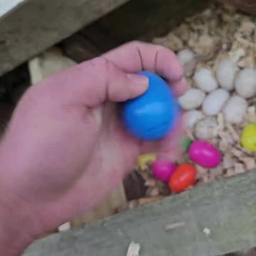 (Part 2) Hatching Chicks Under a Hen!!