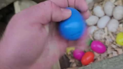 (Part 2) Hatching Chicks Under a Hen!!