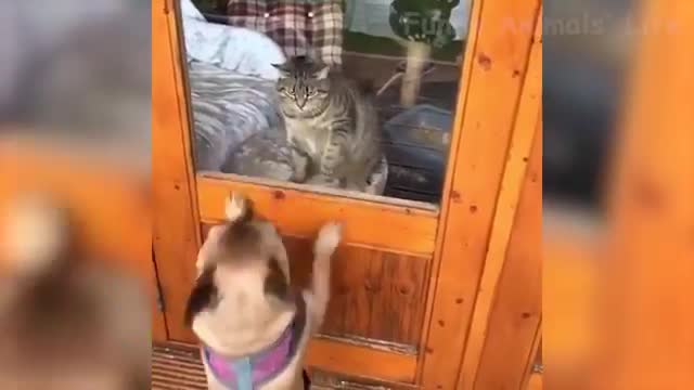 Cats & Dogs: Funny movements - 1