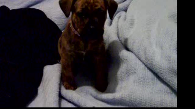 Daisy Duke - Puppy - 2005