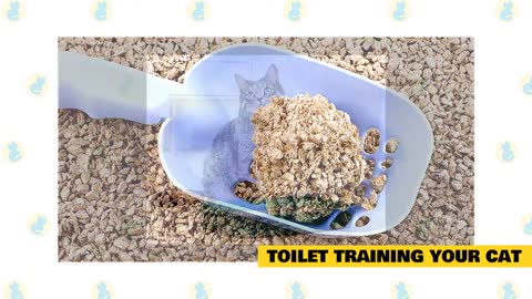 Cats 101 : Basic Cat Training Tips!