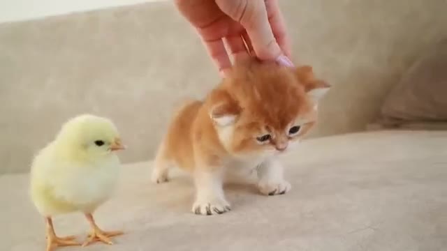 Funny cat and bird 🐦