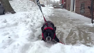 French Bulldog Hates Snow