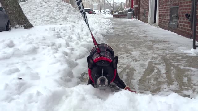 French Bulldog Hates Snow