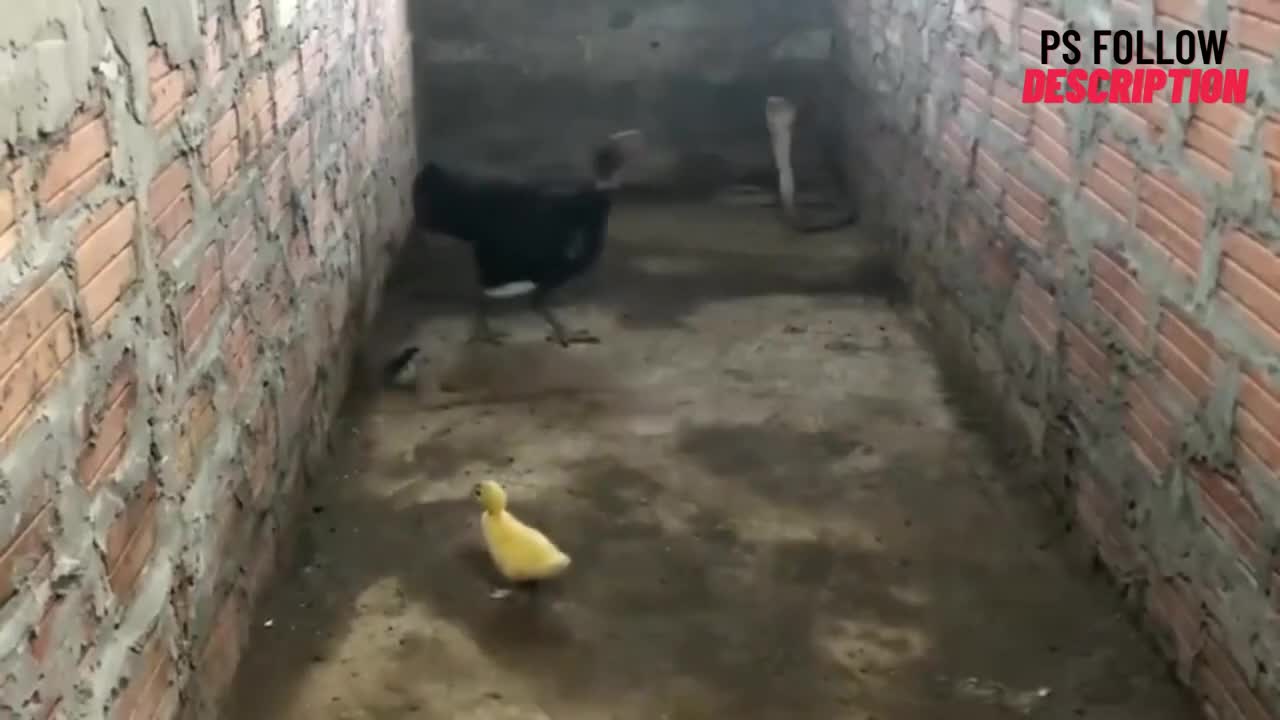 Cobra attected by Hen