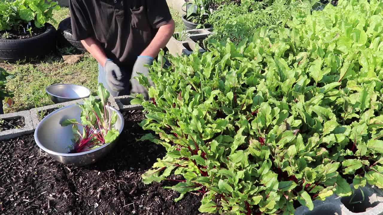 How to Thin BEETS and Feeding the Chickens