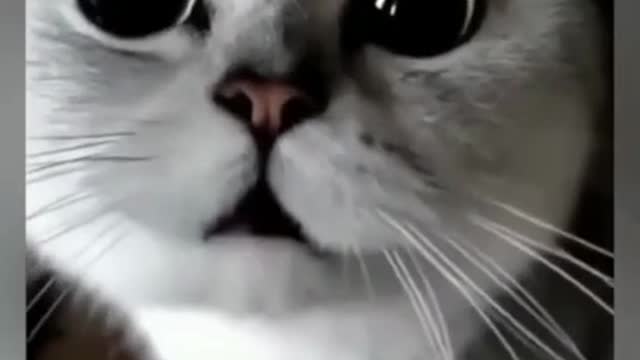 Enjoy The cutest cat 🐈 funny dog and cat 💕 funny animals videos compilations 2022