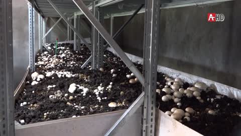 Грибная ферма в Абхазии