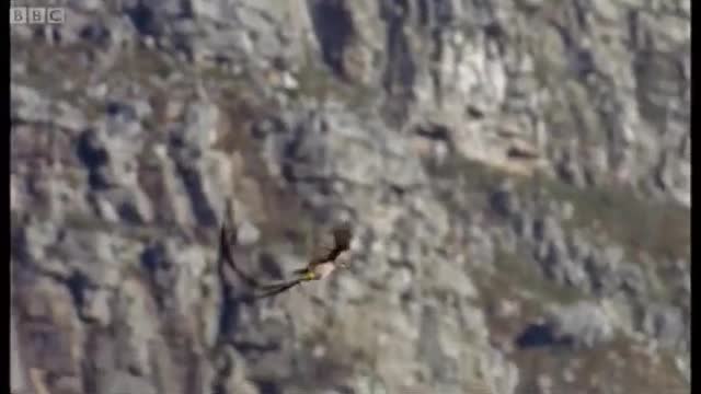 Birds Flying Over Cape Highlands | Wild Africa | BBC Earth