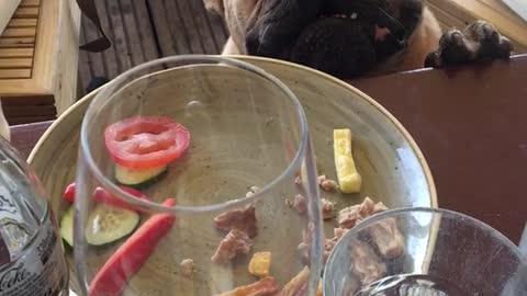 Small brown dog wants brunch food on table