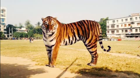 When a tiger is seen in the open. New amazing video 2022