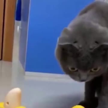 PETS NEVER LIE ABOUT LOVE-24 #shorts