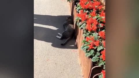 Funny Moments of Cats | Funny Video Compilation - Fails Of The Week