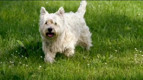 cut dog animal