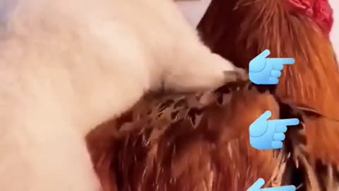 look how cool the cock is taking the puppy