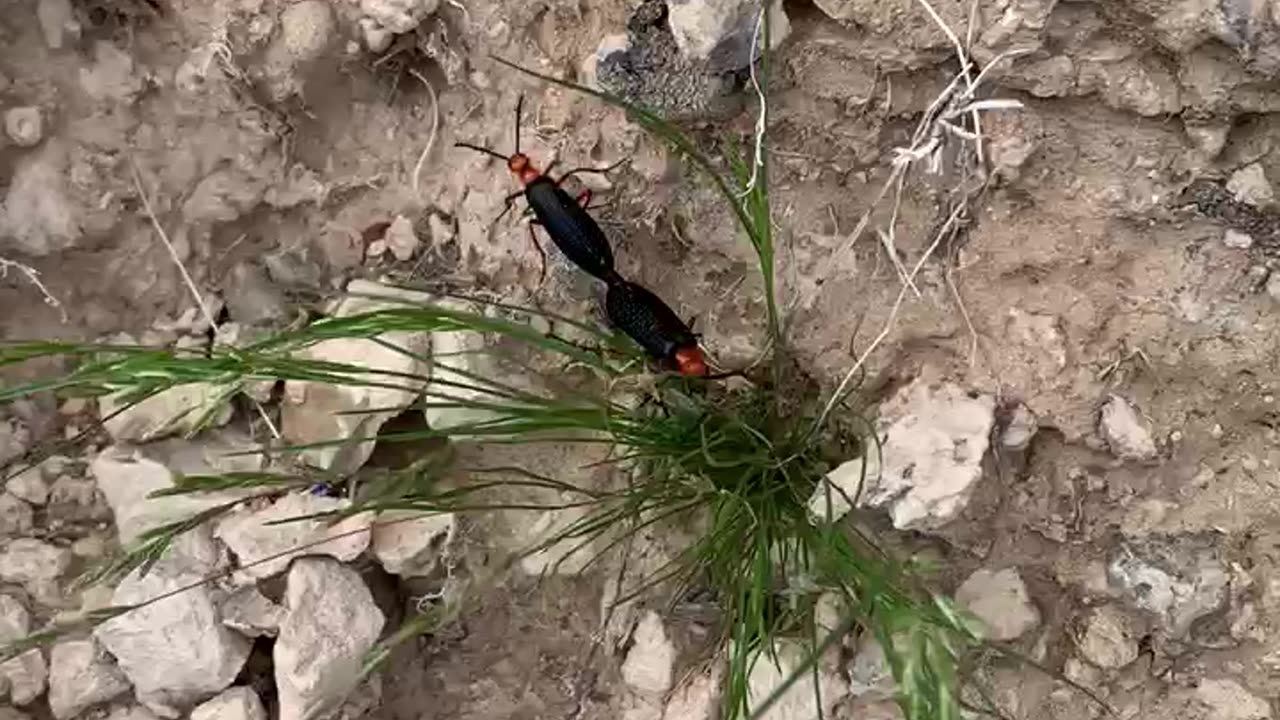 2 desert blister beetles (Lytta Magister) mating