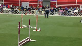 Tanner - Master Standard - Q - 20th QQ