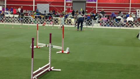 Tanner - Master Standard - Q - 20th QQ