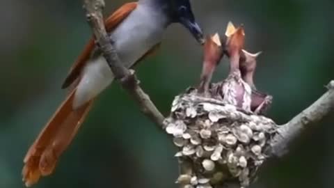 Small and very beautiful bird