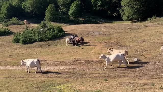 Some beautiful cows graze and run on the Simbruini mountains